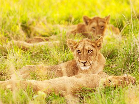 photo of an african lion cubs , south africa safari, kruger national